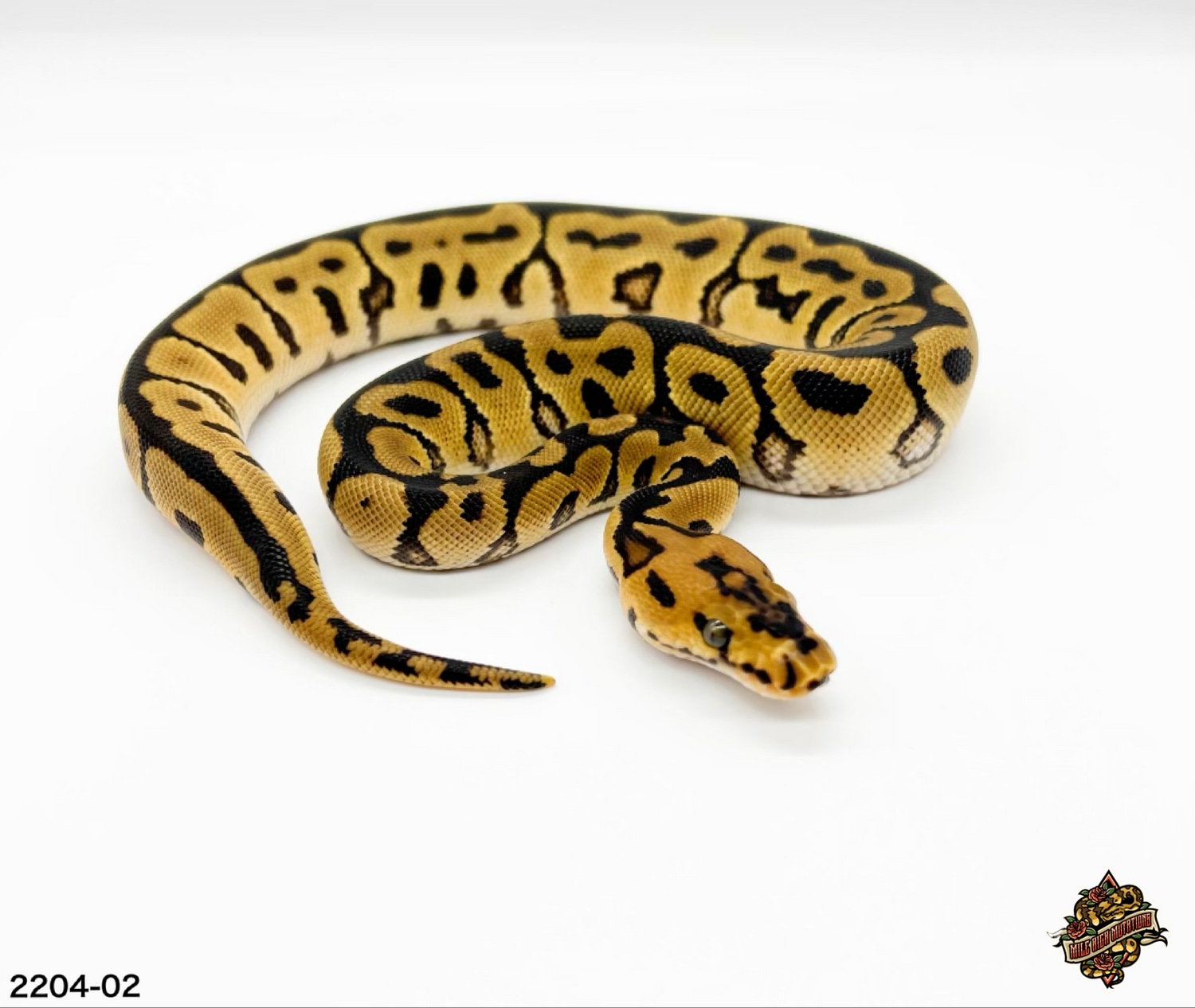Spotnose Clown Ball Python by Mile High Mutations - MorphMarket