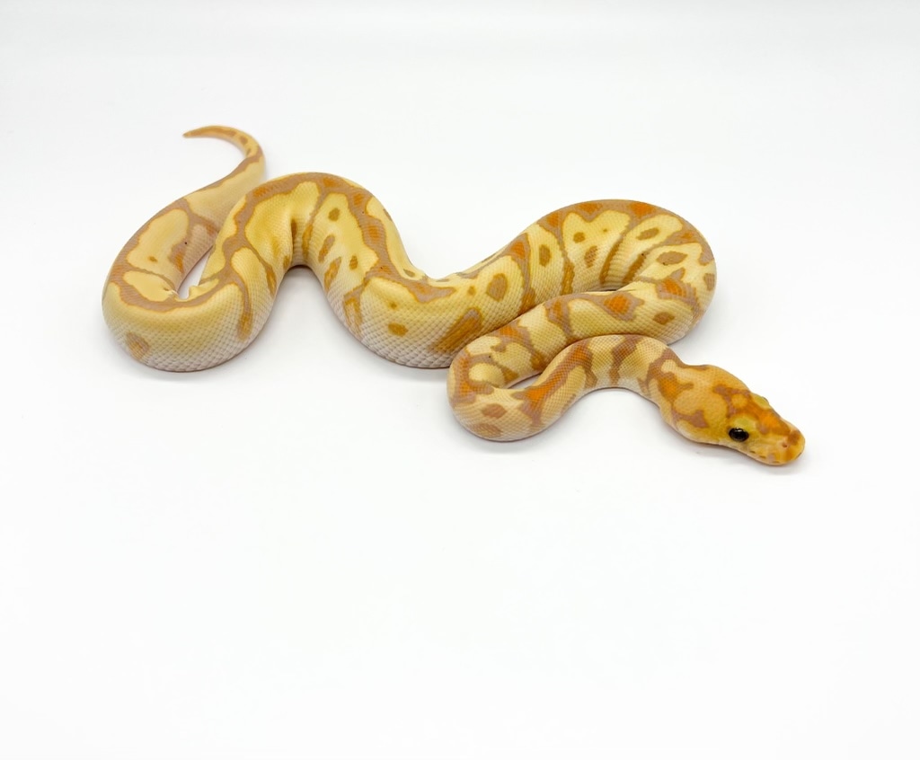 Banana Spotnose Clown (Female Maker) Ball Python by Mile High Mutations ...