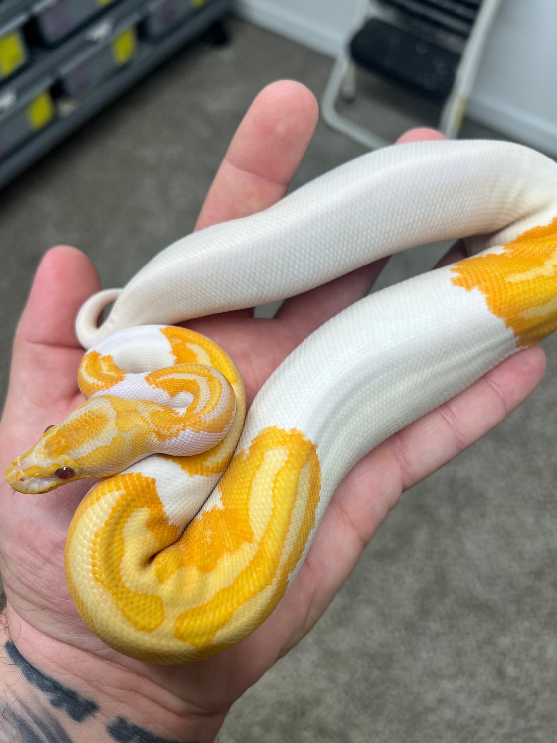 YB Dreamsicle Ball Python by Mile High Mutations - MorphMarket