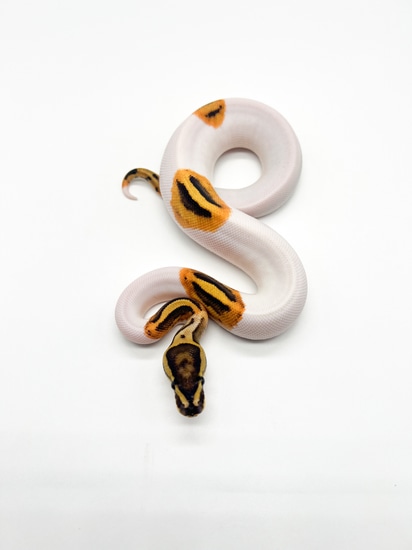 Fire GeneX Pied Ball Python by Mile High Mutations
