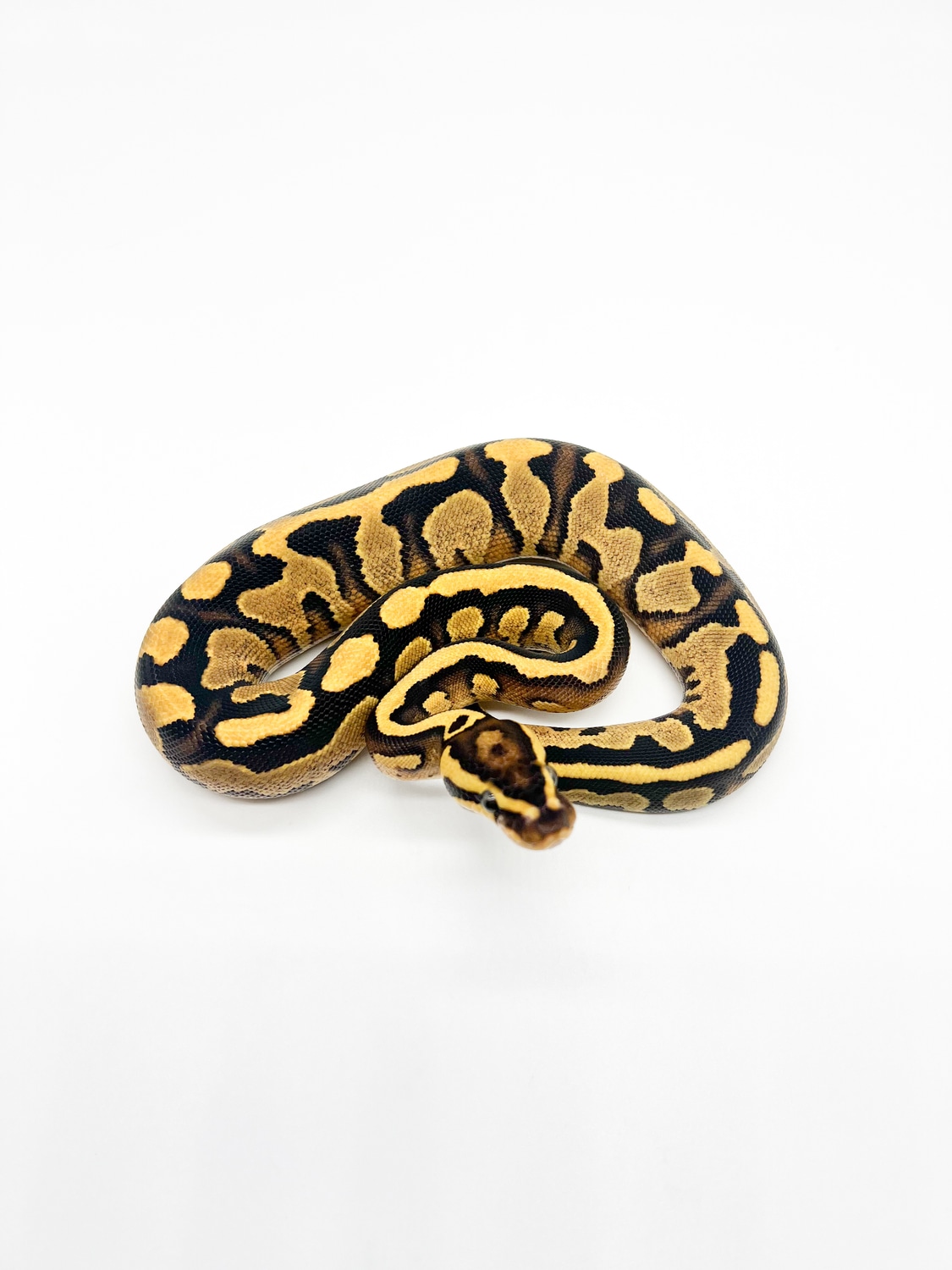 Fire YB Redstripe Dbl Het Ultramel Pied Ball Python by Mile High ...