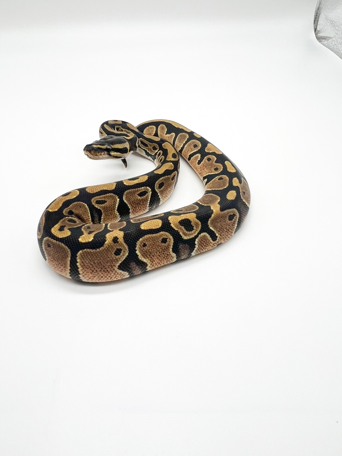 YB Dbl Het Ultramel Pied Ball Python by Mile High Mutations - MorphMarket