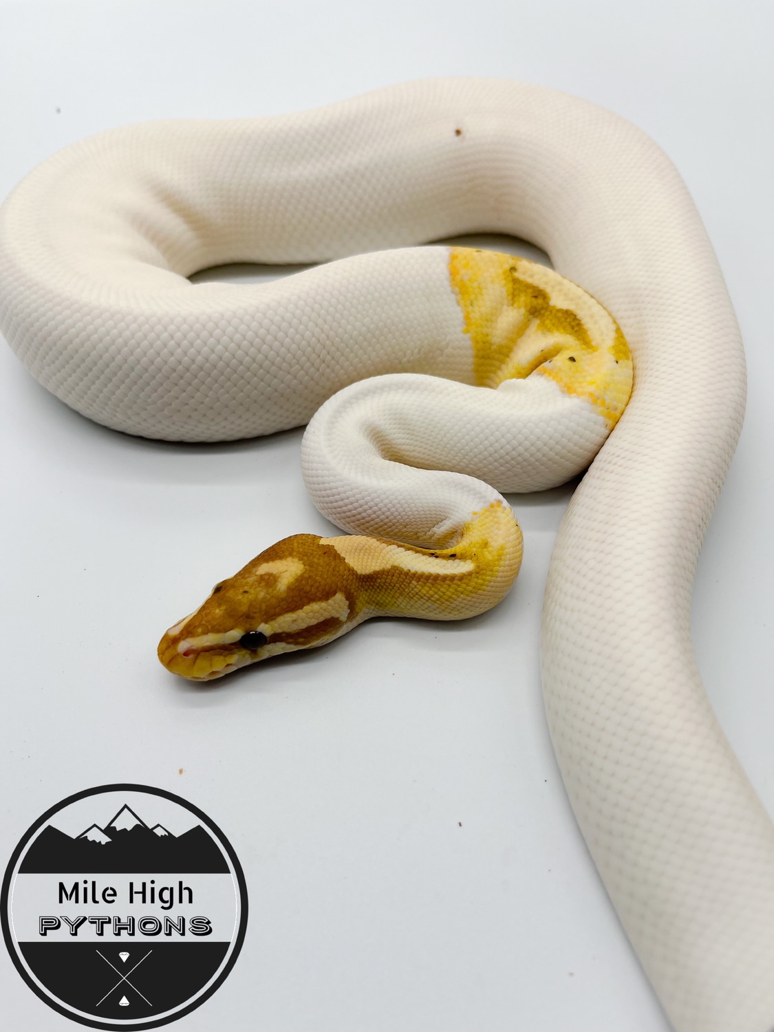 Banana Pied Ball Python by Mile High Pythons MorphMarket