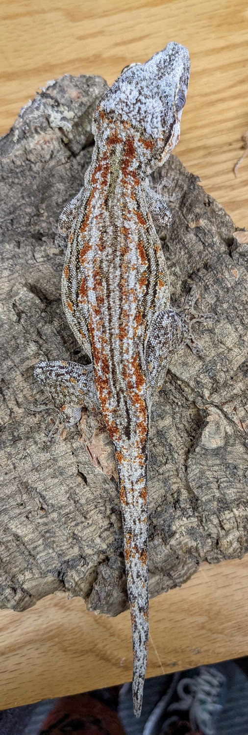 Female Gargoyle Gecko by MilkyWayReptiles MorphMarket