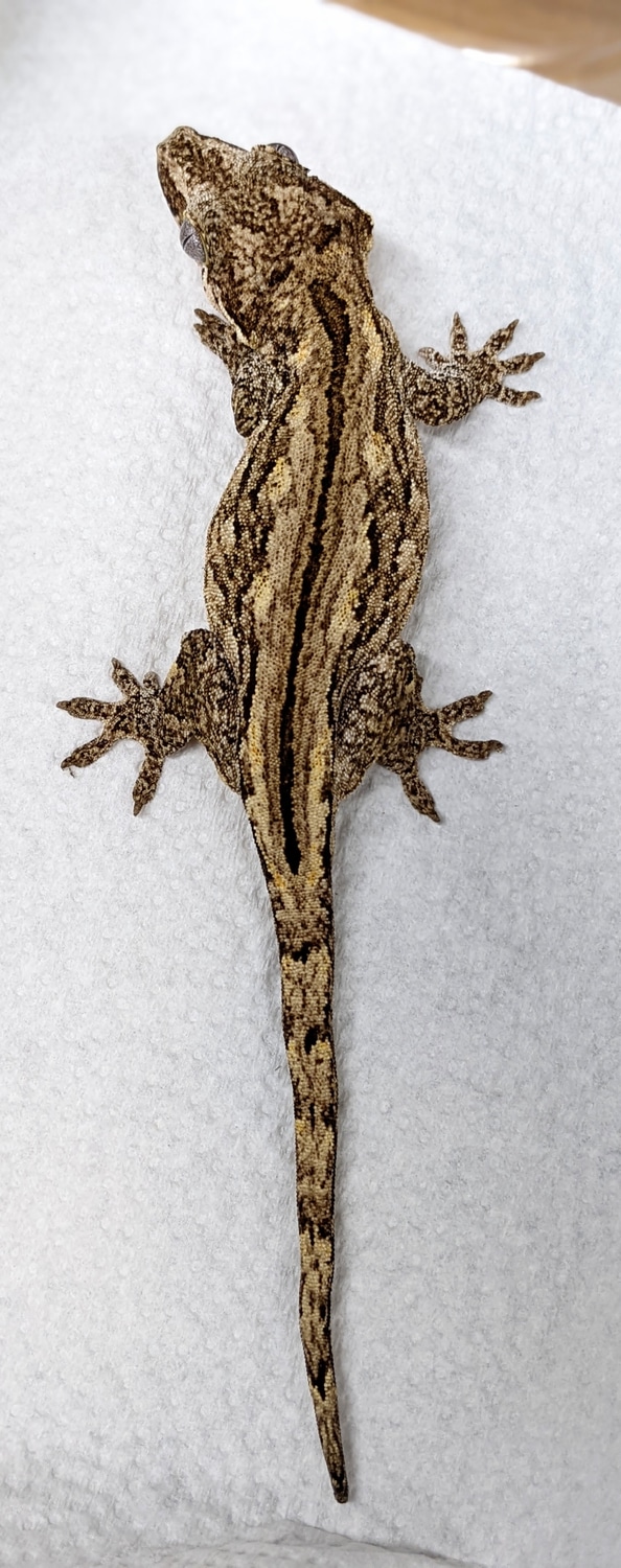 Female Gargoyle Gecko by MilkyWayReptiles MorphMarket