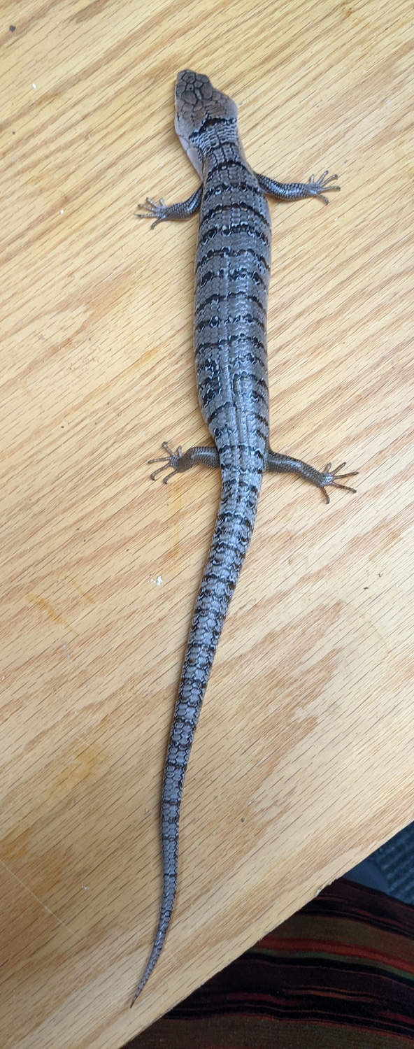 Pink Tongued Skink Other Skink by MilkyWayReptiles - MorphMarket