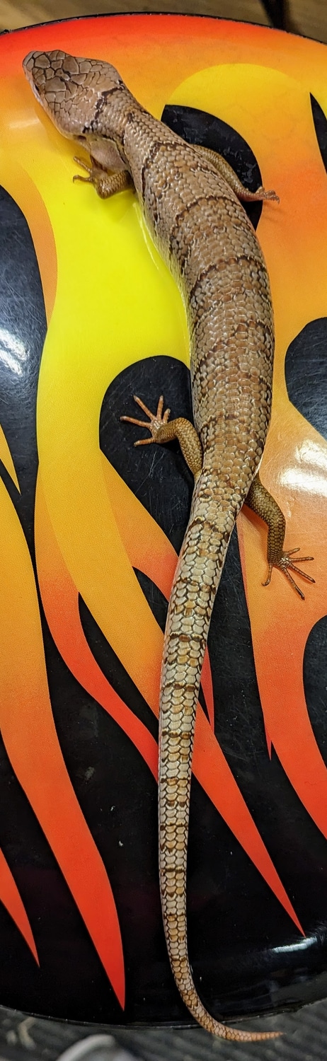 Sub-Adult Pink Tongue Skink, Probable Female Other Skink by