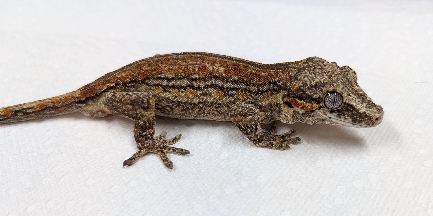 Male Orange Blotched Gargoyle Gecko by MilkyWayReptiles - MorphMarket