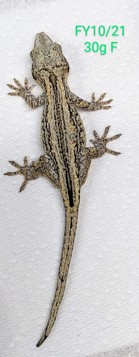 Female Black & White Gargoyle Gecko by MilkyWayReptiles - MorphMarket