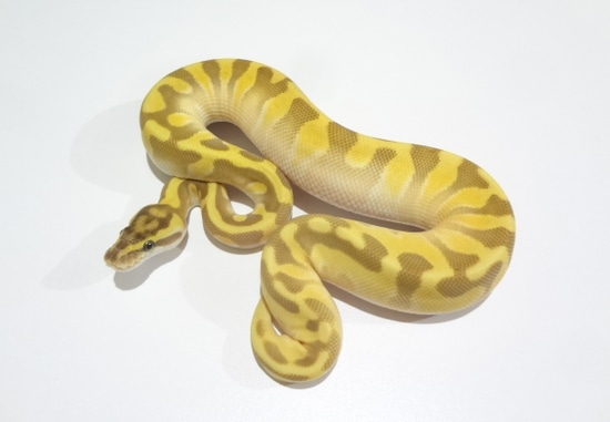 Ball Python Butter Leopard Pastel Butter Enchi Leopard Ball Python by Millcreek Constrictors