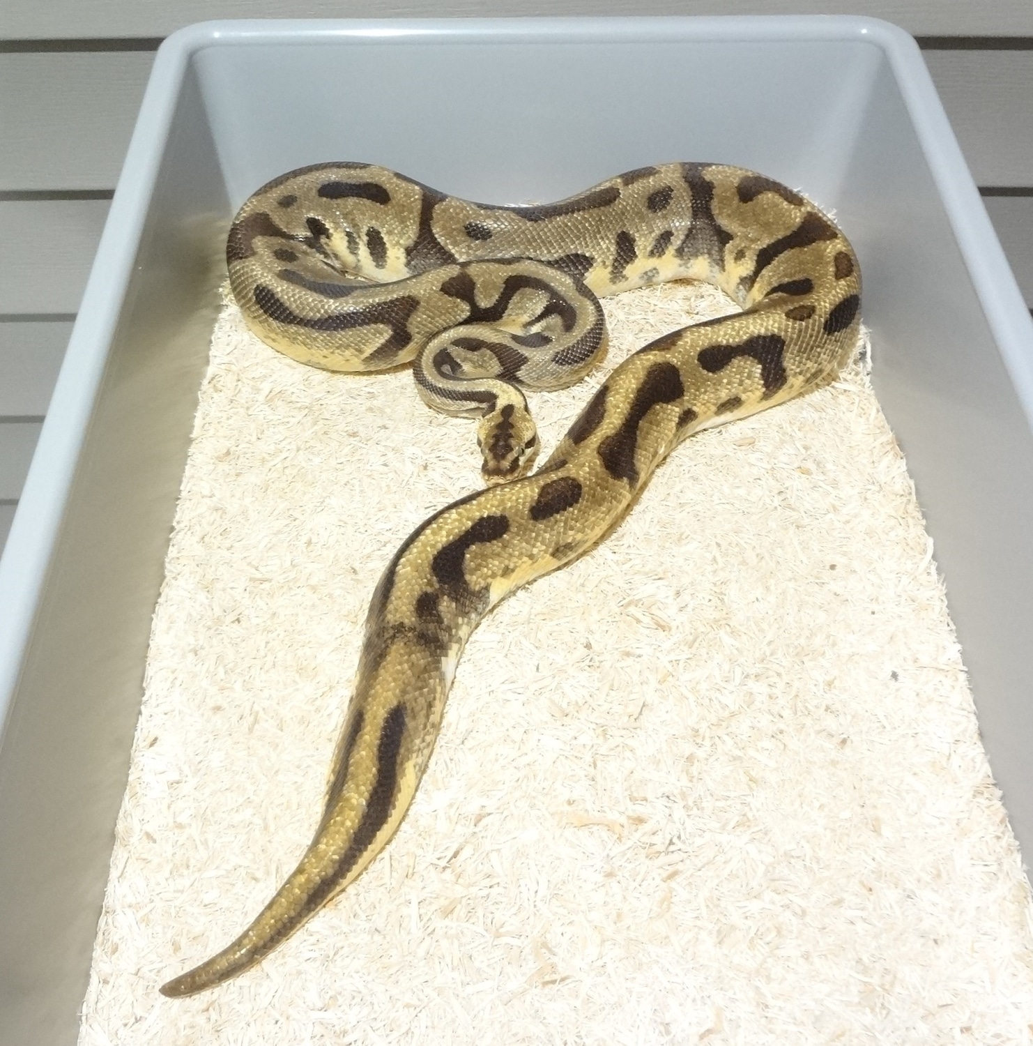 Super Enchi Pastel Leopard Het Pied Ball Python by Millcreek