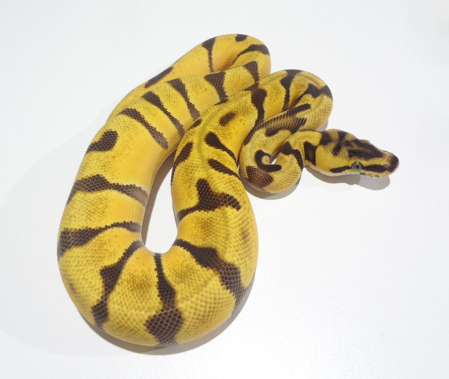 Super Enchi Pastel Orange Dream Poss Het Pied Ball Python by Millcreek ...