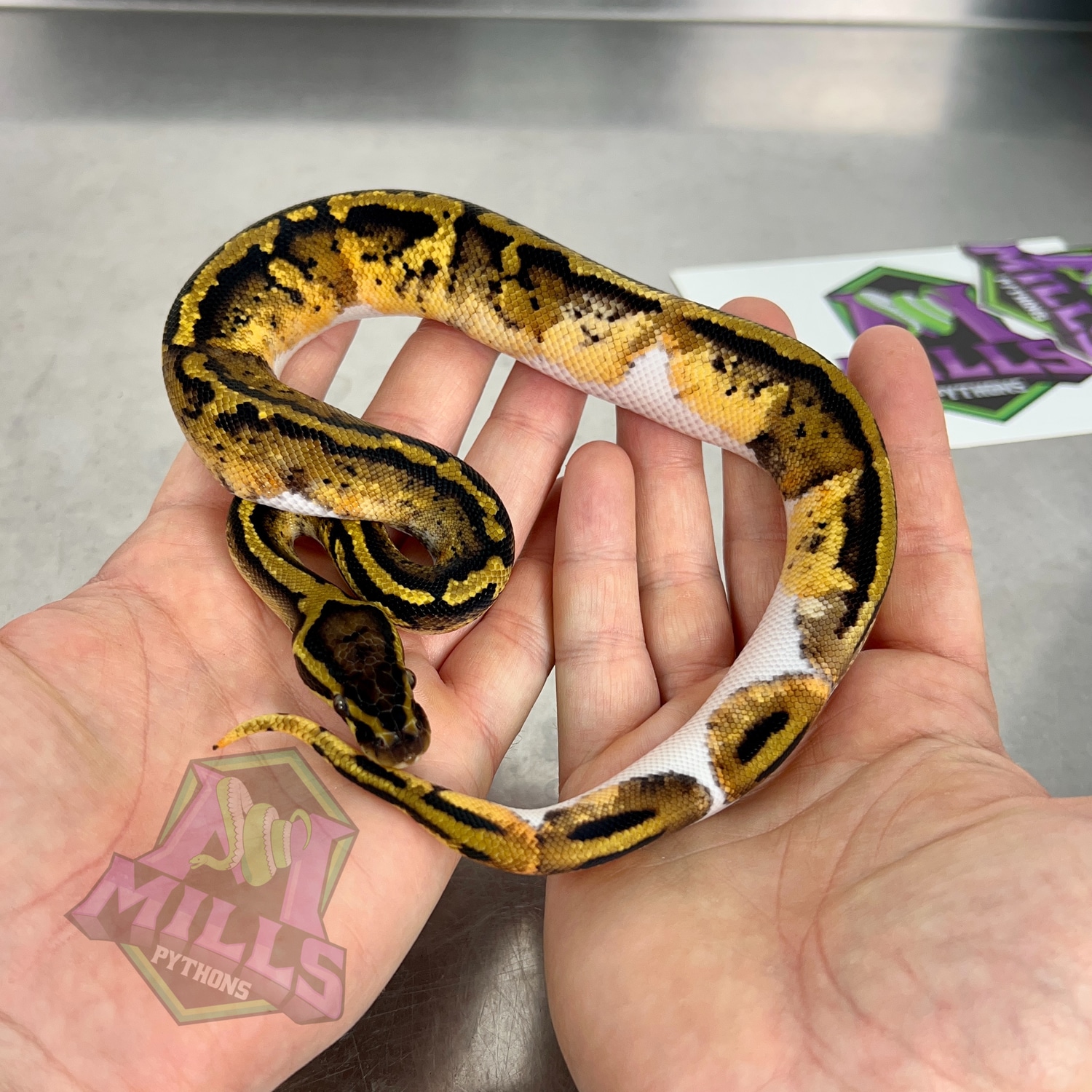 Pastel Pied Ball Python by Mills Pythons - MorphMarket