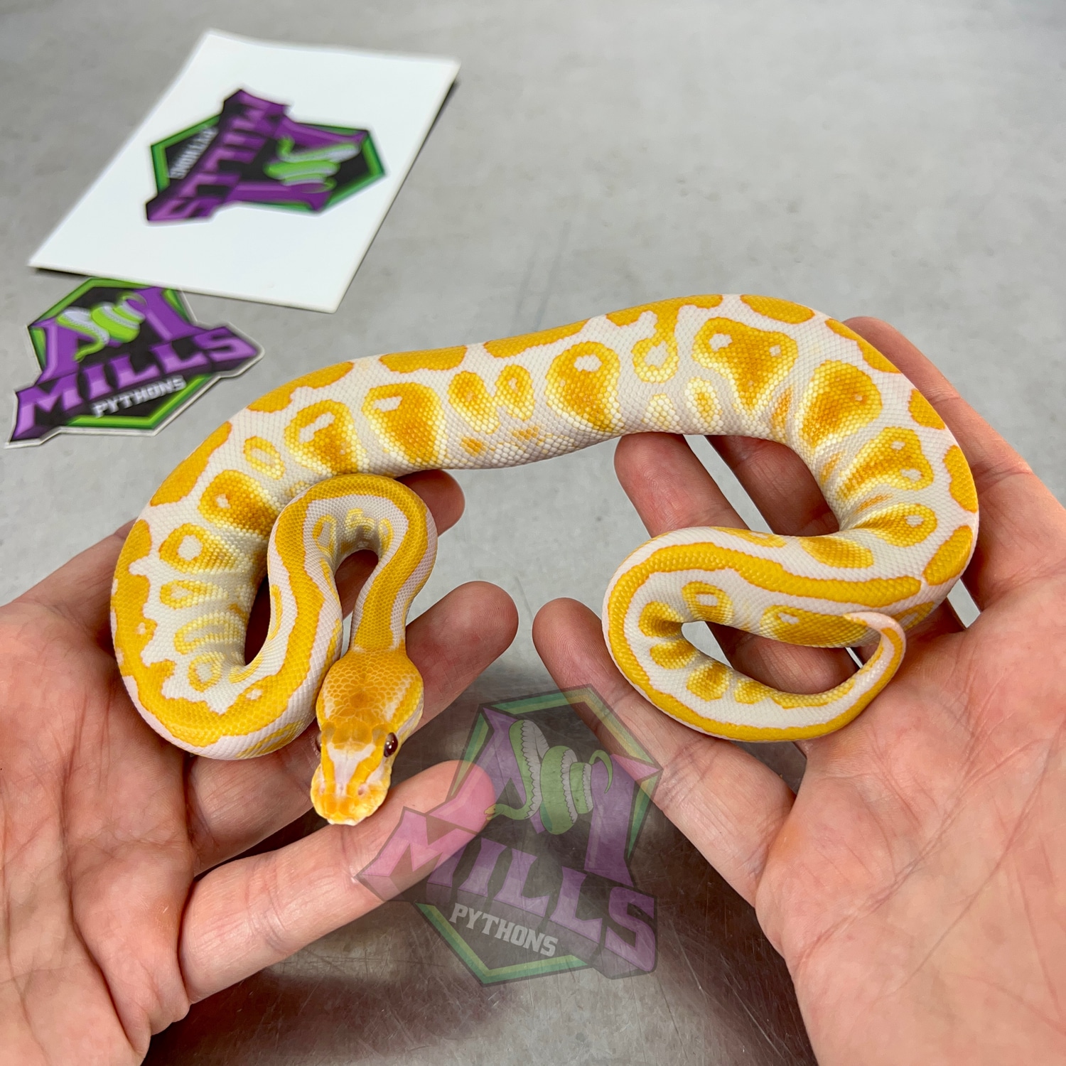 Cypress Lavender Ball Python by Mills Pythons - MorphMarket