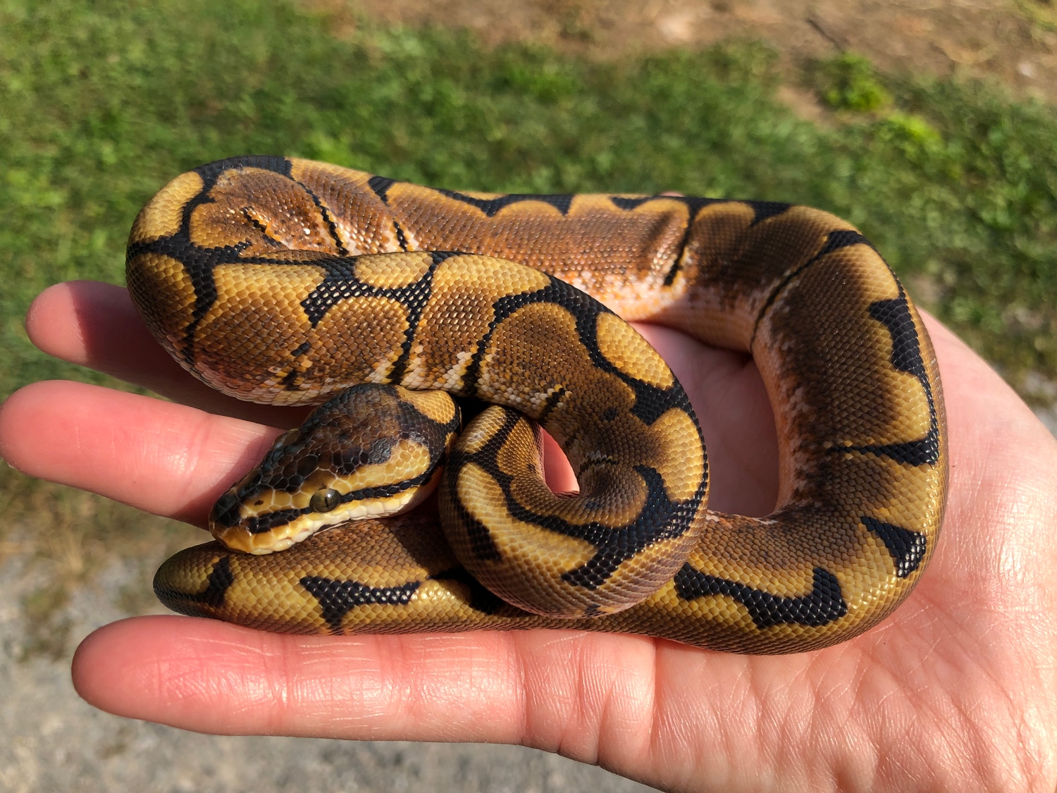Spider 100% Het Desert Ghost Ball Python by High Point Pythons ...
