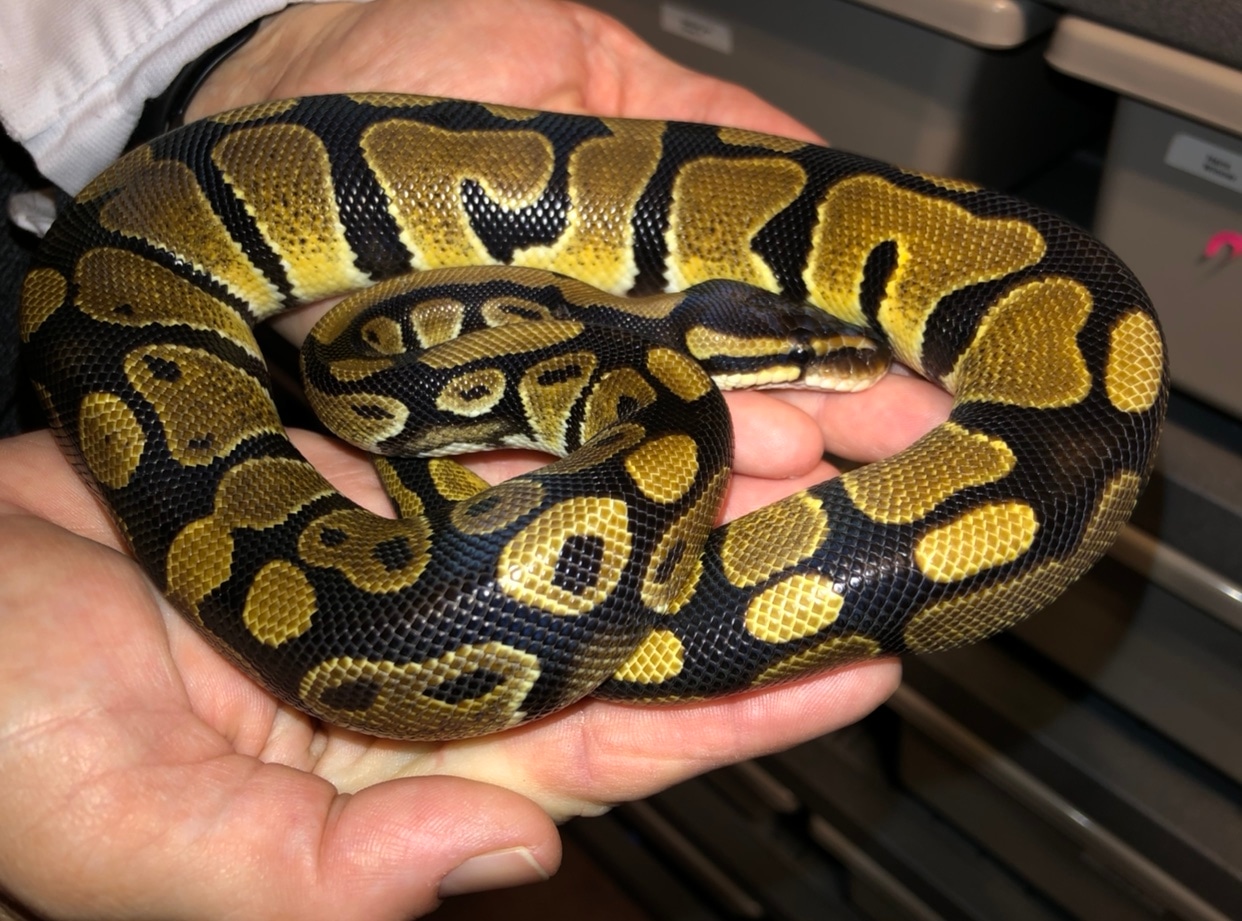 NR Mandarin 100% Het Desert Ghost Ball Python by High Point Pythons ...
