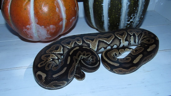 Cinnamon Ball Python by High Point Pythons image.