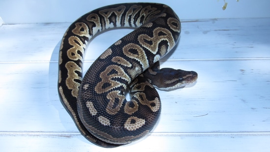 Cinnamon Ball Python by High Point Pythons image.