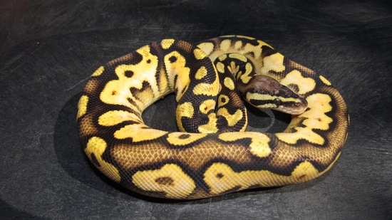 Pastel Sugar Ball Python by High Point Pythons