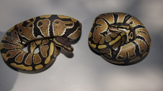 1.1 PAIR Double Het Desert Ghost/Tri-stripe Ball Python by High Point ... image.