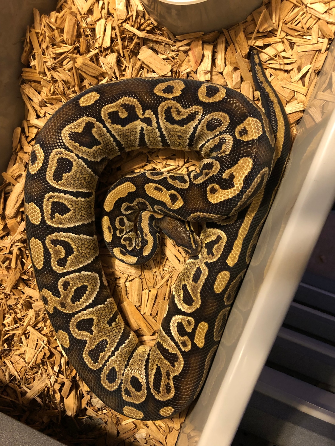 Hurricane Ball Python by High Point Pythons - MorphMarket