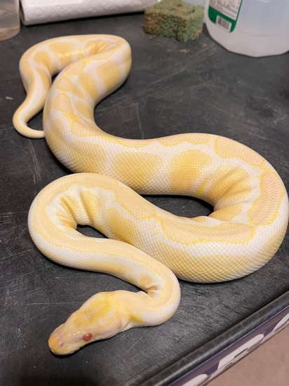 Albino Pos Het Tristripe Ball Python by High Point Pythons