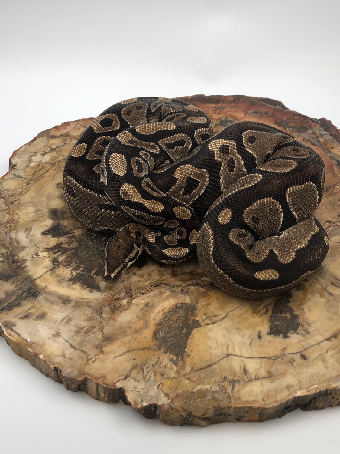 Normal 50% Het Pied Ball Python by Mineral Snakes LLC - MorphMarket