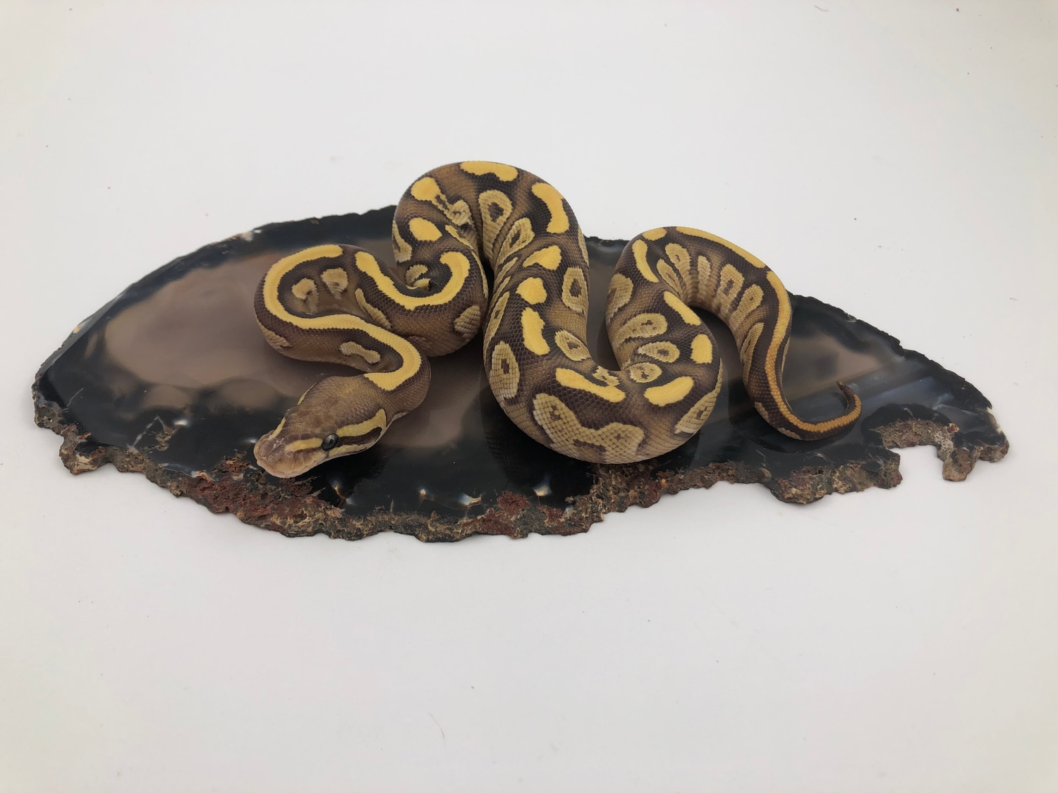 Fire Hypo Mojave Ball Python by Mineral Snakes LLC - MorphMarket