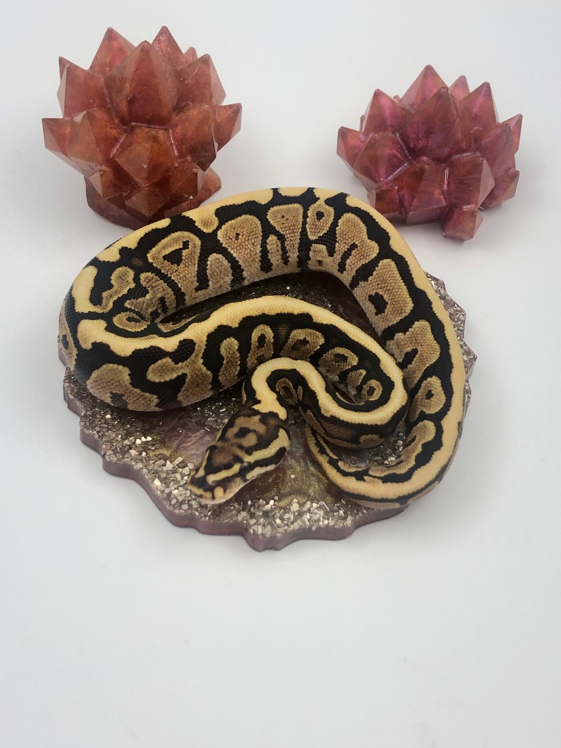 Fire Spotnose Ball Python by Mineral Snakes LLC - MorphMarket