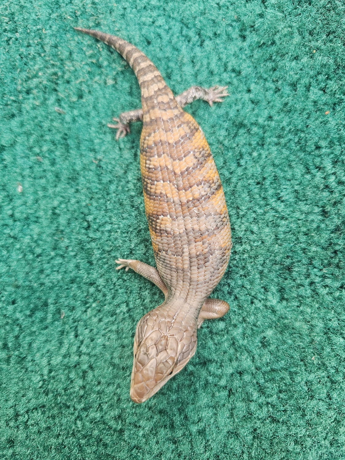 Classic Northern BlueTongued Skink by Miniko Reptiles MorphMarket