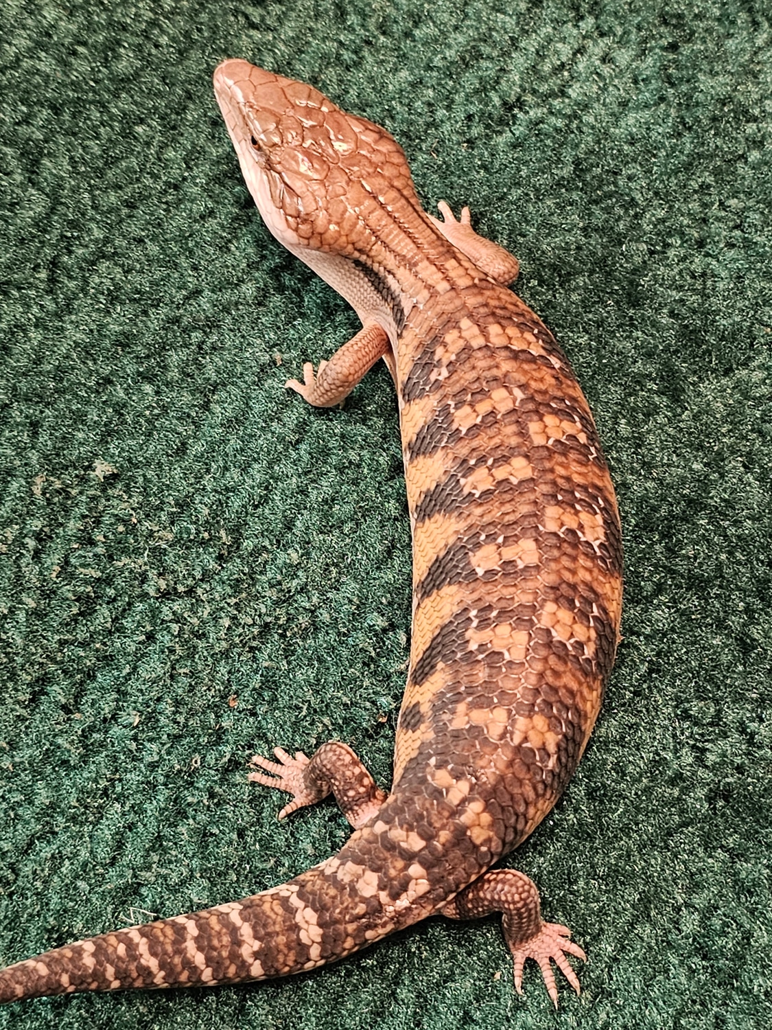 Curated visual reference: Blue Tongue Skink Raw Diet Health Benefits Reference: Dark Line Classic Northern Blue Tongued Skink By Miniko Reptiles