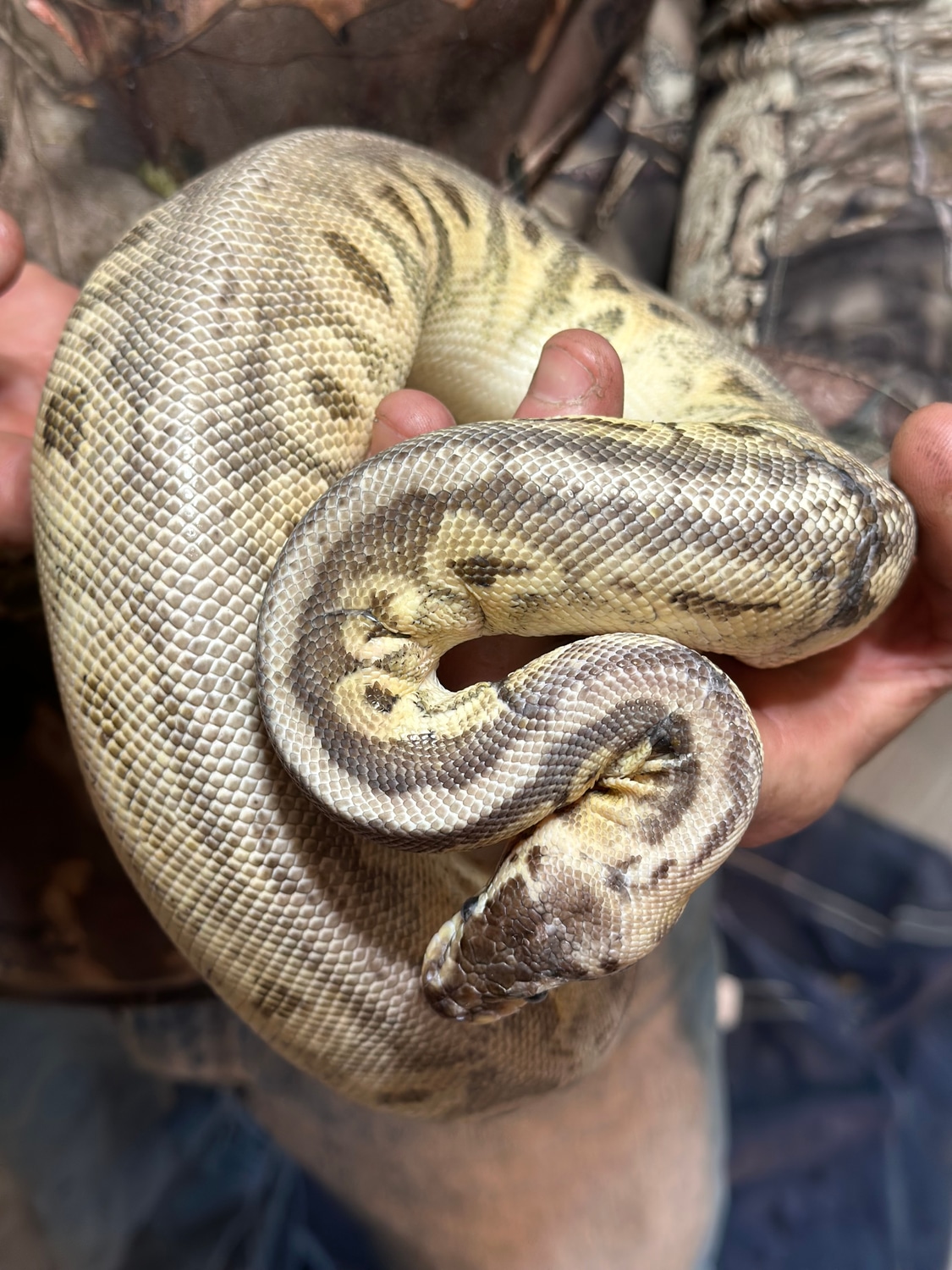 Female Sterling Vanilla Ball Python by Mini Mayhem Geckos - MorphMarket