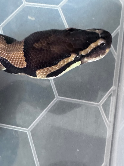 Normal Het Clown Ball Python by Cold Blood Breeders