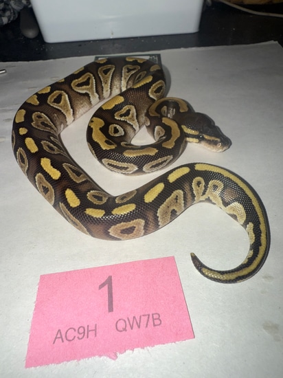 Darkling Phantom Ball Python by Cold Blood Breeders