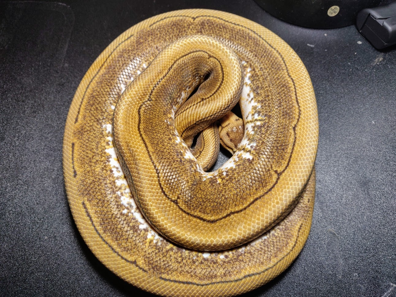 Yellowbelly Spinner Ball Python by Artis Serpentium - MorphMarket