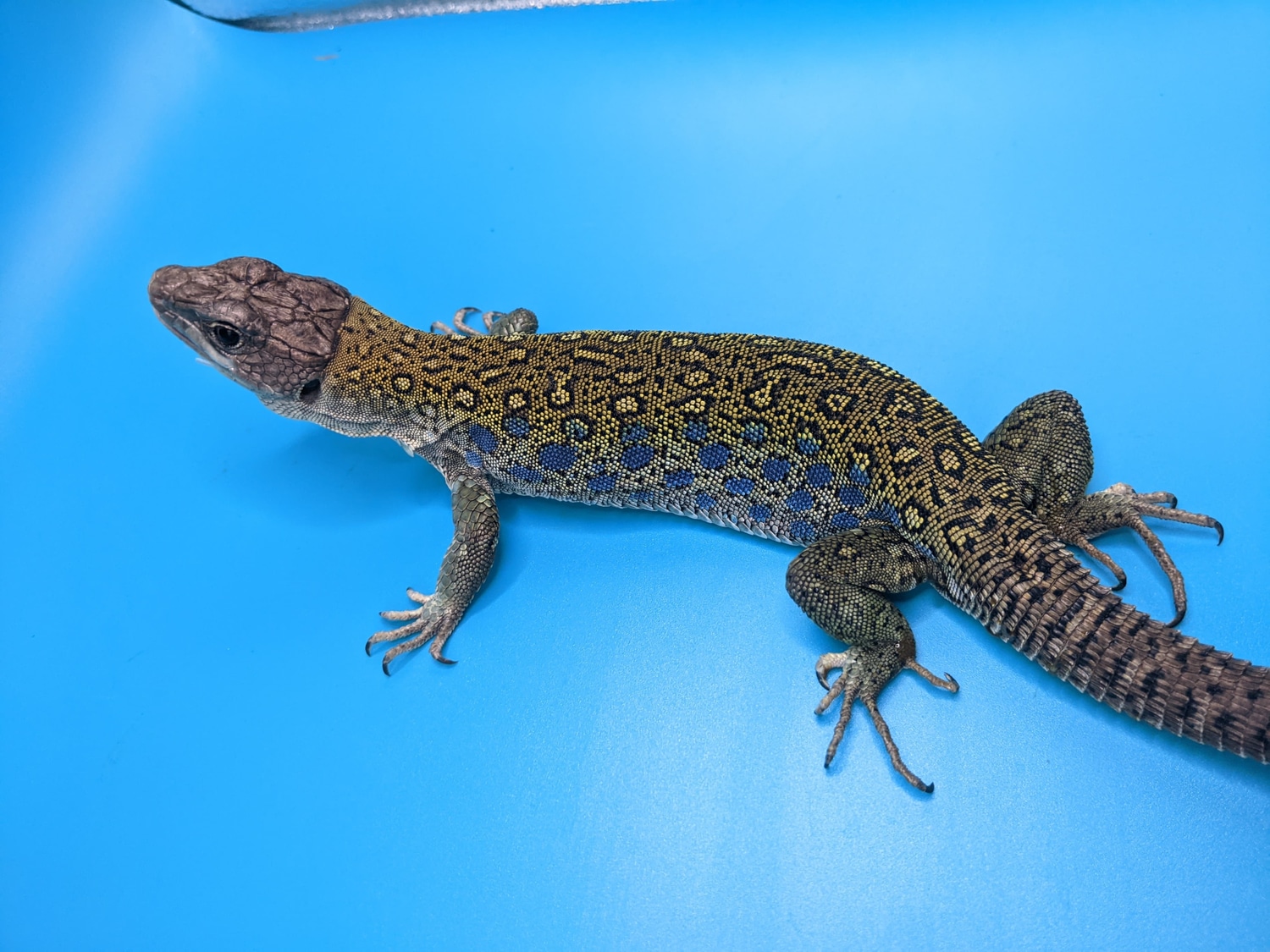 Jeweled Lacerta by Artis Serpentium MorphMarket