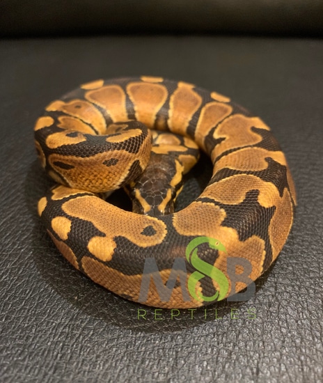 Wild Caught Ball Python by MSB Reptiles