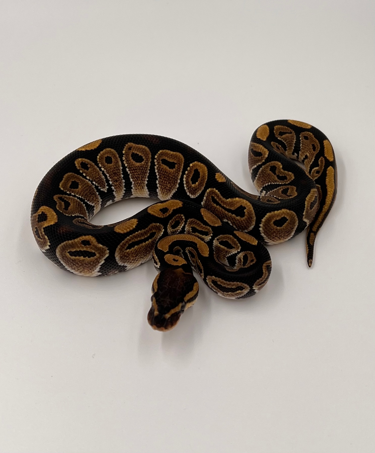 Normal Het VPI Axanthic Ball Python by MSB Reptiles - MorphMarket