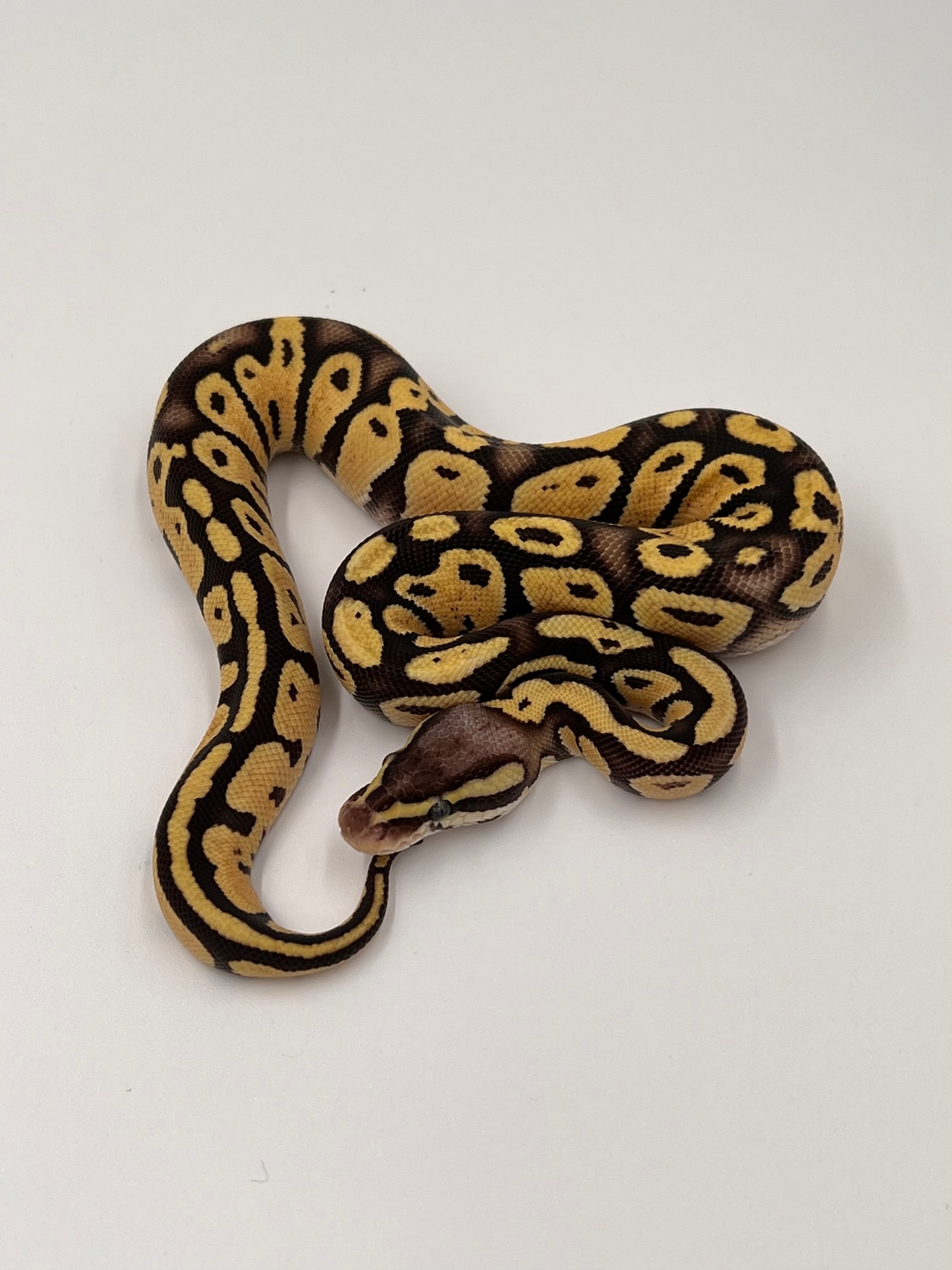 Firefly Het VPI Axanthic Ball Python by MSB Reptiles - MorphMarket