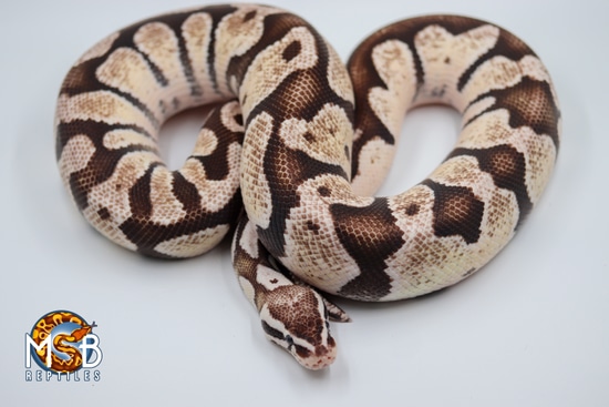Firefly (VPI) Axanthic Breeder Ball Python by MSB Reptiles