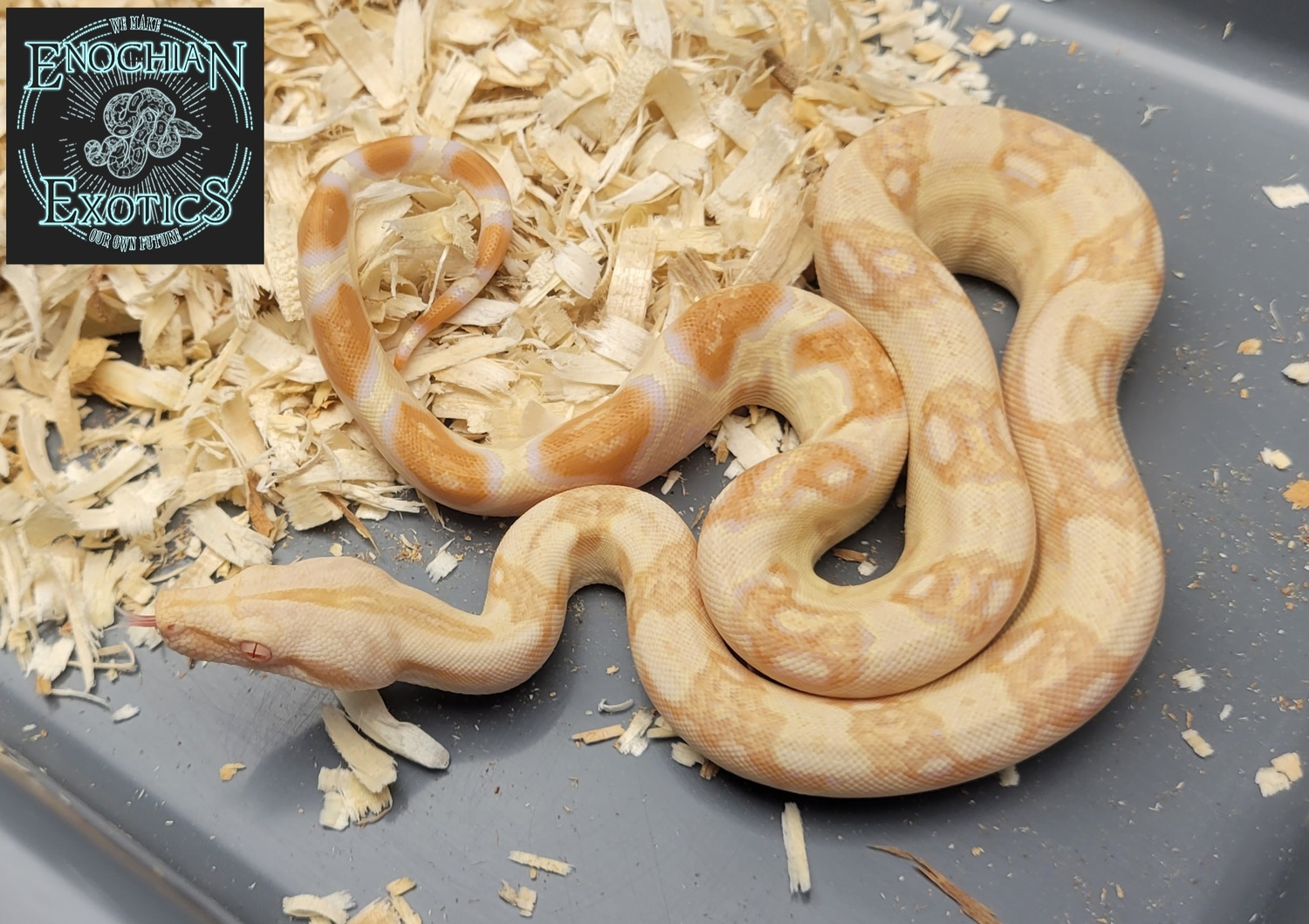 2022 Sharp Albino Het Anery Male Boa Constrictor by Enochian Exotics