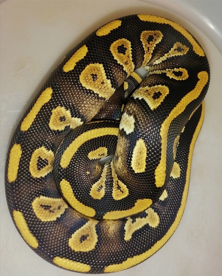 Mystic Gravel 50% Het Pied Ball Python by T + T Balls - MorphMarket