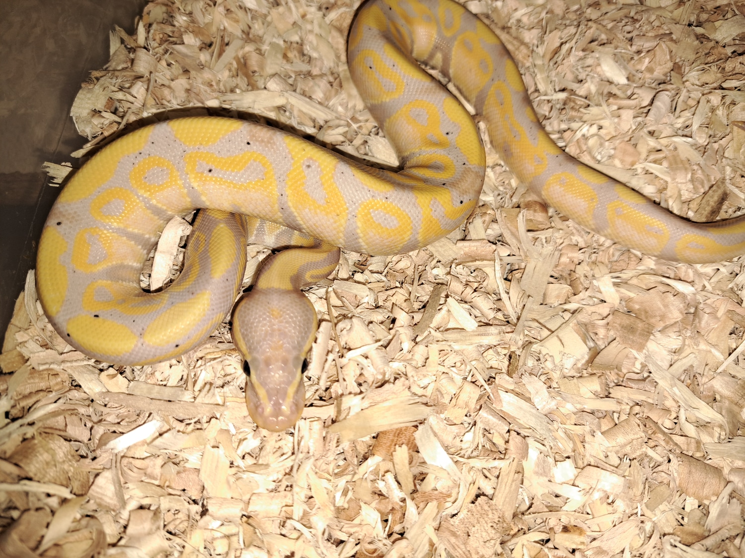 Pastel Banana Ball Python by Hocus Pocus Reptiles MorphMarket