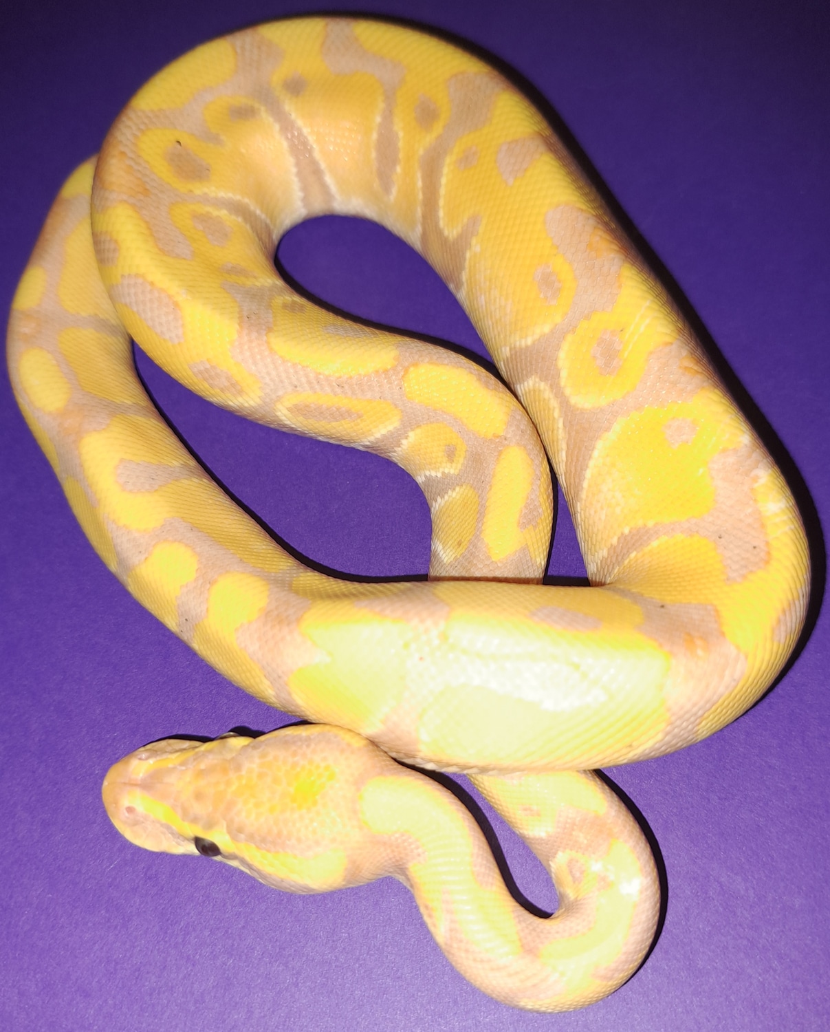 Banana Pastel Enchi Ball Python by Hocus Pocus Reptiles MorphMarket