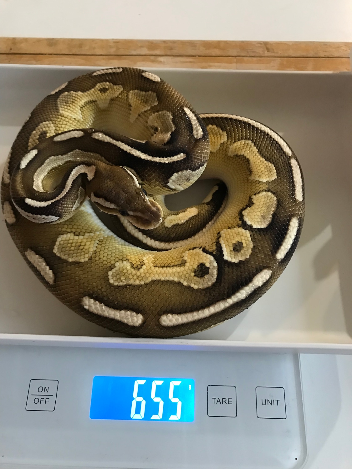 Cinnamon/lesser Ball Python by Hocus Pocus Reptiles - MorphMarket