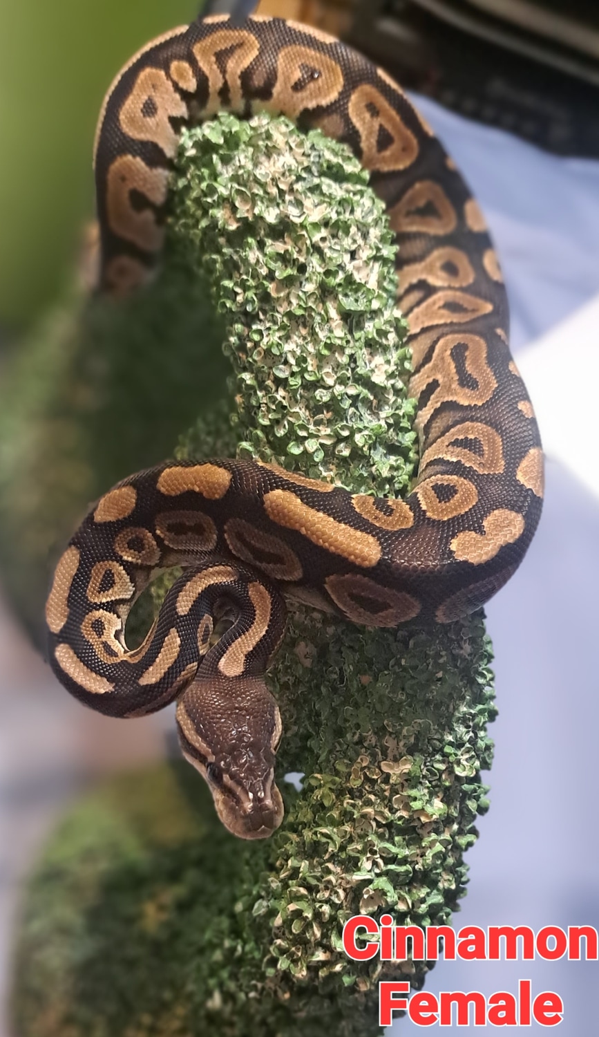 Cinnamon Ball Python by Hocus Pocus Reptiles - MorphMarket