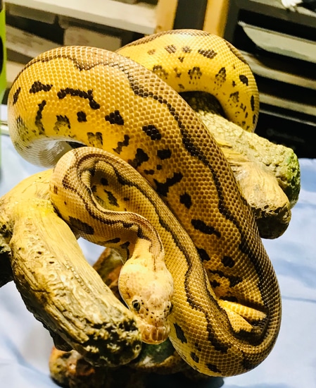 killer clown ball python animal facts - python regius... Killer Clown Leopard Ball Python by Hocus Pocus Reptiles