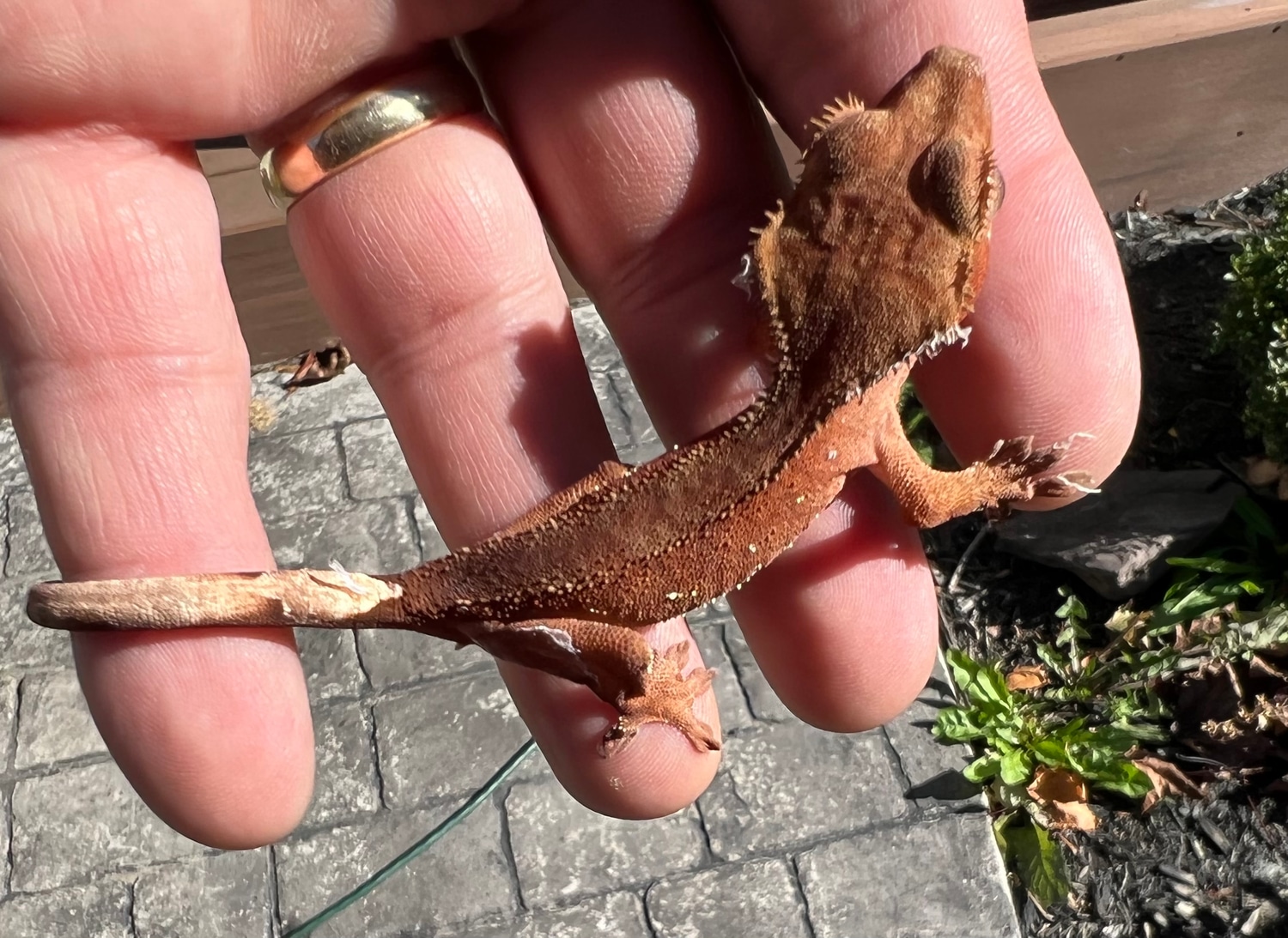 Dark Red Bicolor Crested Gecko by MitchATech Geckos MorphMarket