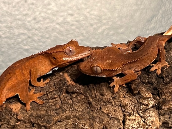2 Red Patternless Crested Gecko By Mitch A Tech Geckos