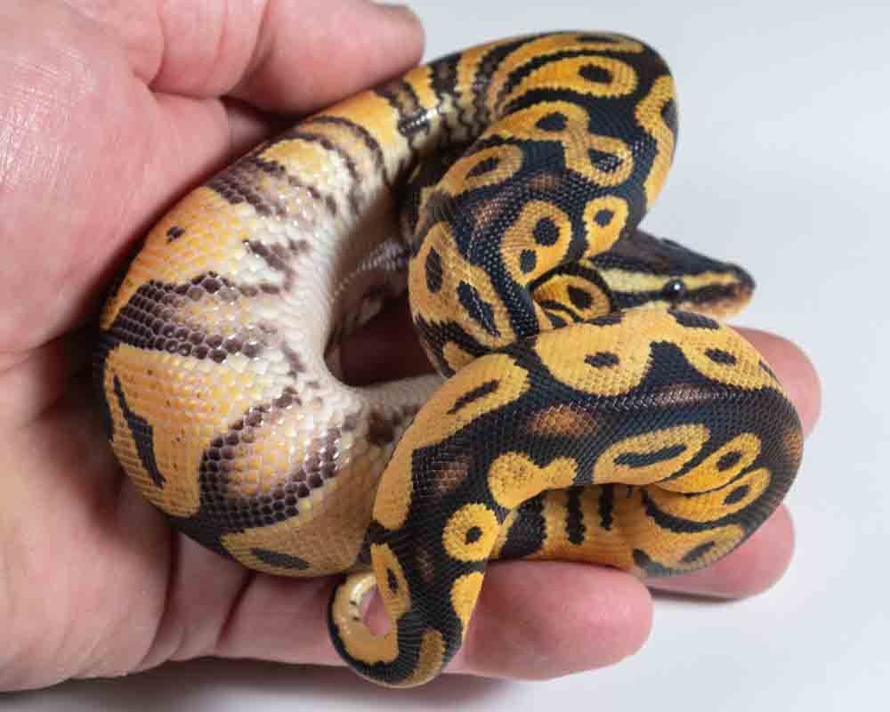 Pastel Yellow Belly Orange Dream Ball Python by Mitch Angelo - MorphMarket
